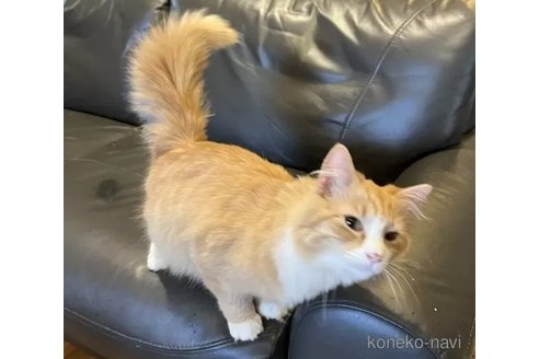 成約済の東京都のノルウェージャンフォレストキャット-80006の3枚目