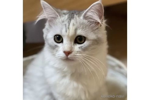 成約済の埼玉県のサイベリアン-80022の1枚目