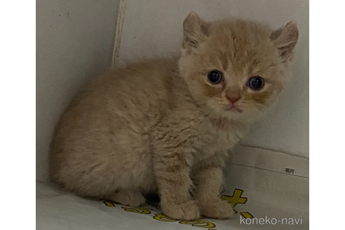 成約済の東京都のアメリカンカール-80029の6枚目