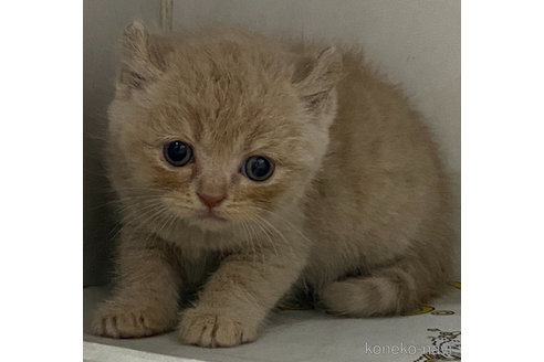 成約済の東京都のアメリカンカール-80029の7枚目