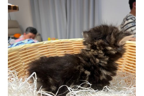成約済の群馬県のミヌエット-80038の7枚目