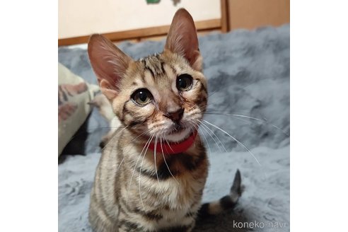 成約済の長野県のトイガー-80138の7枚目