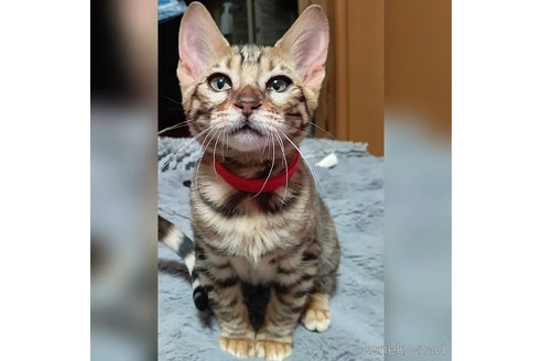 成約済の長野県のトイガー-80138の8枚目