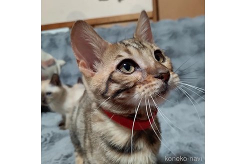 成約済の長野県のトイガー-80138の9枚目