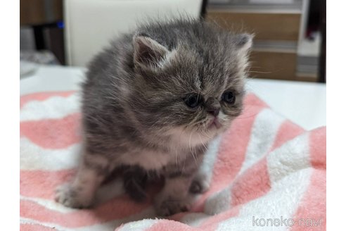 成約済の愛知県のエキゾチックショートヘア-80140の18枚目