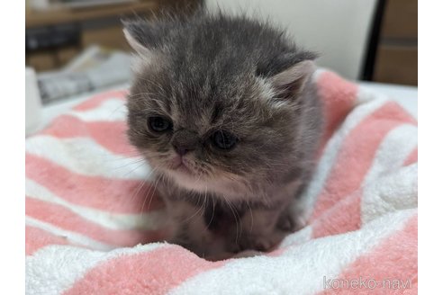 成約済の愛知県のエキゾチックショートヘア-80140の17枚目