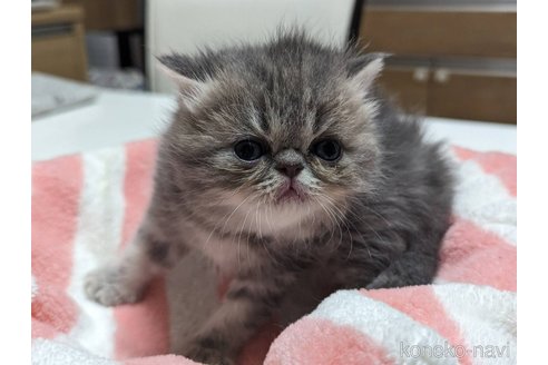 成約済の愛知県のエキゾチックショートヘア-80140の16枚目