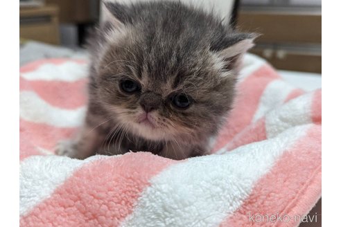 成約済の愛知県のエキゾチックショートヘア-80140の15枚目