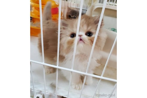 成約済の千葉県のエキゾチックショートヘア-80148の2枚目