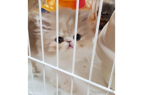 成約済の千葉県のエキゾチックショートヘア-80148の3枚目