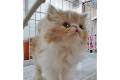 成約済の千葉県のエキゾチックショートヘア-80148の4枚目