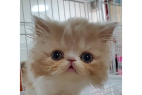 成約済の千葉県のエキゾチックショートヘア-80148の1枚目
