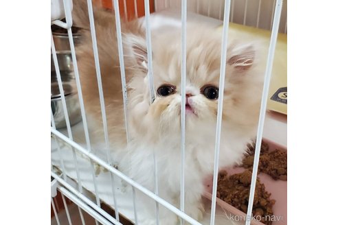 成約済の千葉県のエキゾチックショートヘア-80148の6枚目