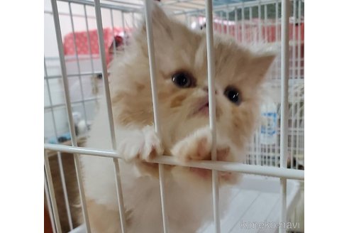 成約済の千葉県のエキゾチックショートヘア-80148の7枚目
