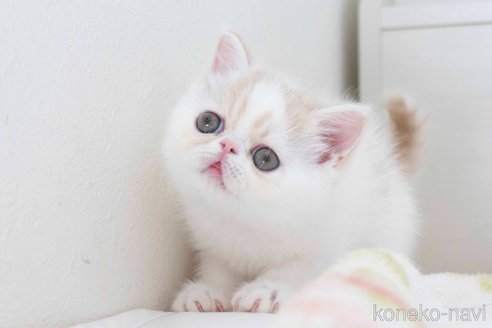 成約済の東京都のエキゾチックショートヘア-77204の27枚目