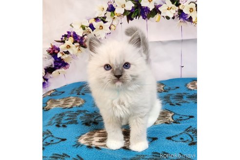 成約済の奈良県のラグドール-76715の6枚目