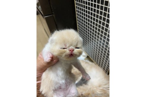 成約済の神奈川県のエキゾチックショートヘア-80203の2枚目