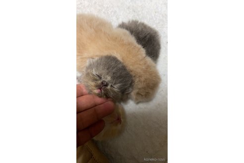 成約済の神奈川県のエキゾチックショートヘア-79085の2枚目