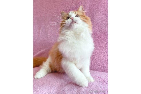 成約済の神奈川県のサイベリアン-71110の2枚目