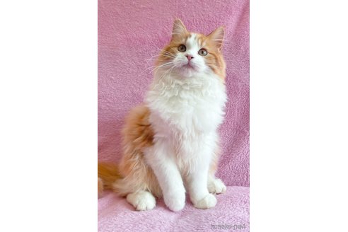 成約済の神奈川県のサイベリアン-71110の4枚目