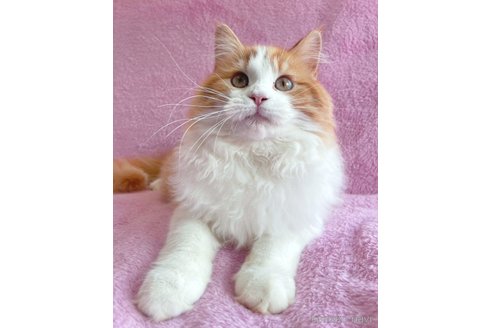 成約済の神奈川県のサイベリアン-71110の6枚目