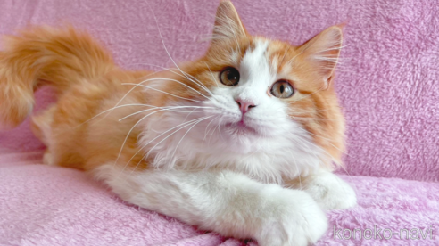 成約済の神奈川県のサイベリアン-71110