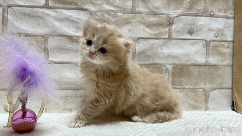 成約済の愛知県のミヌエット-78990の4枚目