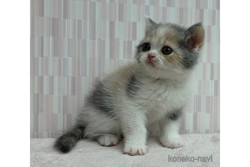 成約済の千葉県のエキゾチックショートヘア-79558の3枚目