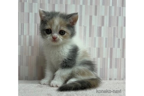 成約済の千葉県のエキゾチックショートヘア-79558の2枚目