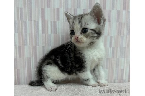 成約済の千葉県のアメリカンショートヘア-79772の4枚目