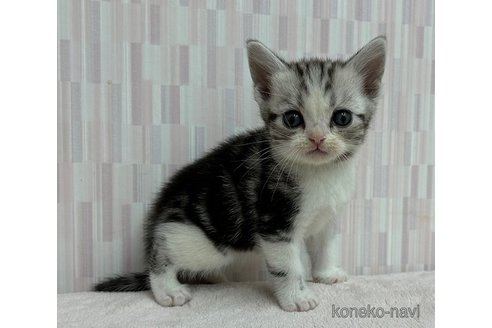 成約済の千葉県のアメリカンショートヘア-79772の2枚目