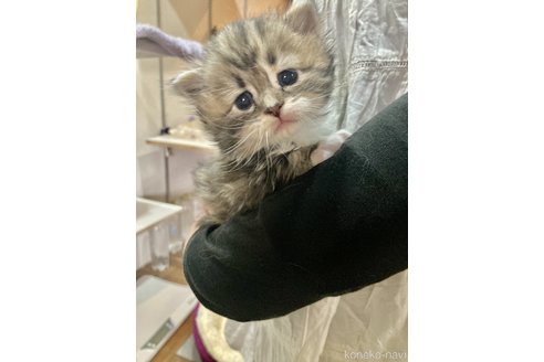 成約済の神奈川県のサイベリアン-78869の3枚目