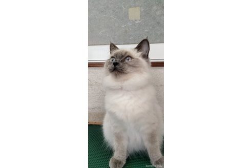 成約済の埼玉県のラグドール-71813の5枚目
