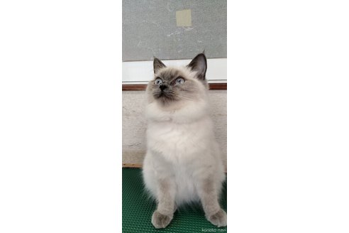 成約済の埼玉県のラグドール-71813の4枚目