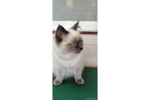 成約済の埼玉県のラグドール-71813の2枚目