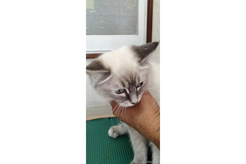 成約済の埼玉県のラグドール-71809の4枚目