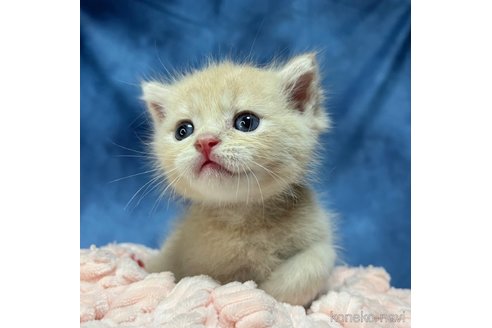 成約済の千葉県のブリティッシュショートヘア-80230の2枚目