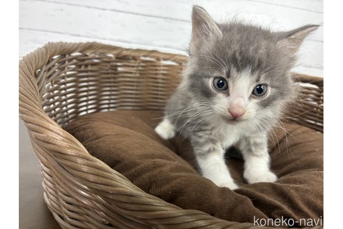 商談中の大分県のノルウェージャンフォレストキャット-79494