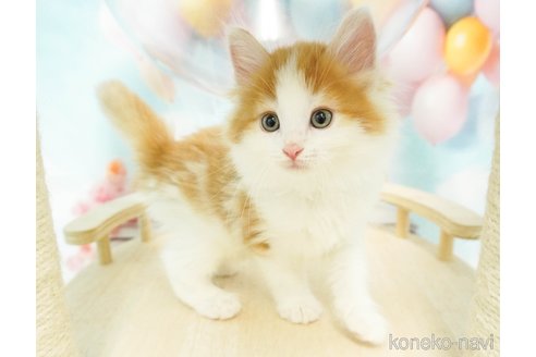 成約済の千葉県のノルウェージャンフォレストキャット-80344の5枚目