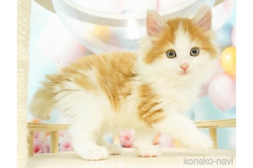 成約済の千葉県のノルウェージャンフォレストキャット-80344の2枚目