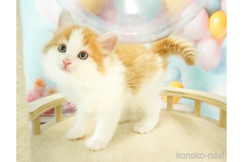 成約済の千葉県のノルウェージャンフォレストキャット-80344の4枚目