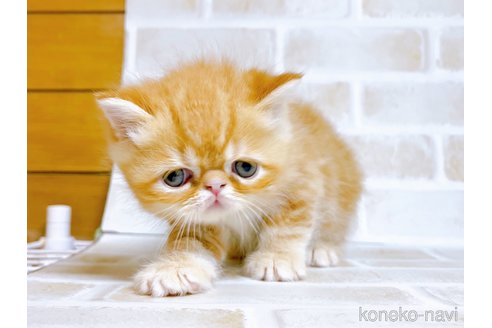 成約済の東京都のエキゾチックショートヘア-80350の3枚目