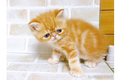 成約済の東京都のエキゾチックショートヘア-80350の4枚目