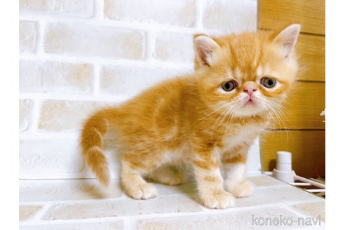 成約済の東京都のエキゾチックショートヘア-80350の5枚目