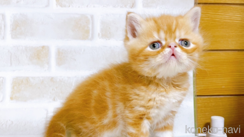 成約済の東京都のエキゾチックショートヘア-80350の2枚目