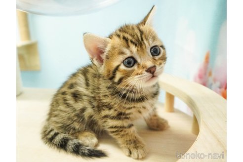成約済の千葉県のジェネッタ-80375の3枚目