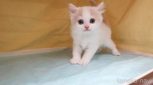 成約済の東京都のマンチカン-80383の3枚目