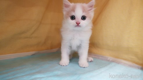 成約済の東京都のマンチカン-80383の2枚目