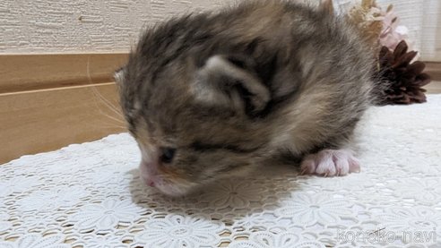 成約済の広島県のその他の猫種-79154の103枚目