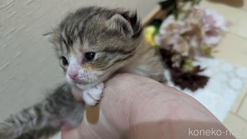 販売中の広島県のその他の猫種-79154の6枚目